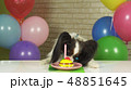 Fancy Dog Papillon eating birthday cake with candle 48851645