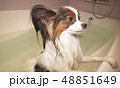 Wet Papillon dog stands in the bathroom 48851649