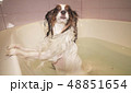 Wet Papillon dog stands in the bathroom 48851654