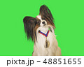 Beautiful dog Papillon with medal for first place on the neck on green background 48851655