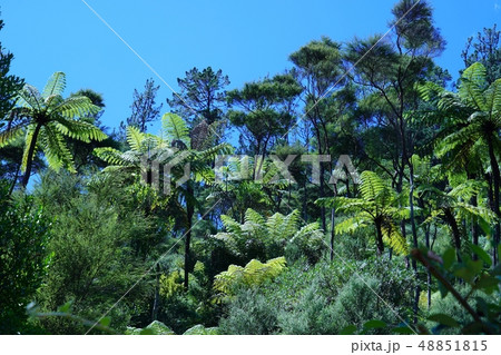 ニュージーランドのカランガハケ渓谷をハイキング 48851815