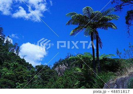 ニュージーランドのカランガハケ渓谷をハイキング 48851817