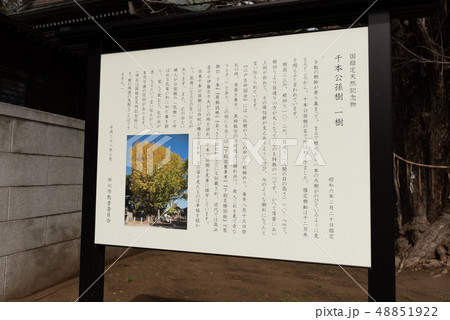葛飾八幡宮千本イチョウ 葛飾八幡宮千本イチョウ 48851922