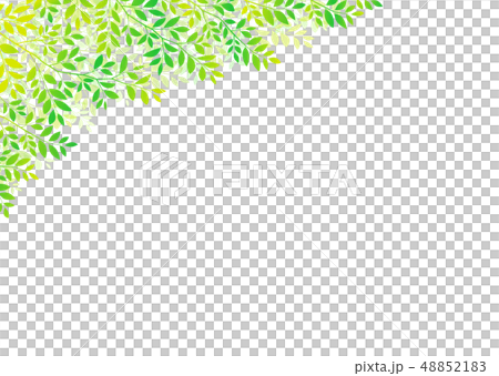 Fresh green leaf image 48852183