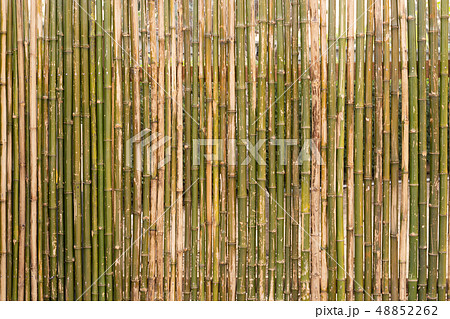 The background of the wall made of bamboo bamboo 48852262