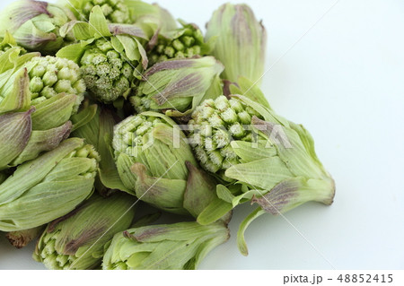 ふきのとう 48852415