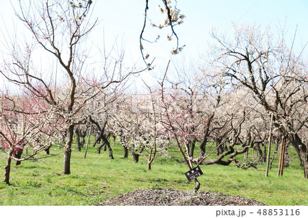 令和の梅　偕楽園　古金襴　水戸の梅まつり　白梅 48853116