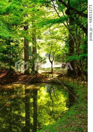 碧潭池の新緑 碧潭池の新緑 48853273