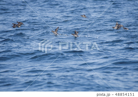 飛び立つエトロフウミスズメ 飛び立つエトロフウミスズメ 48854151