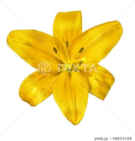flower  yellow  lily isolated on white background 48854198