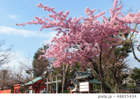 京都　車折神社の桜 48855434