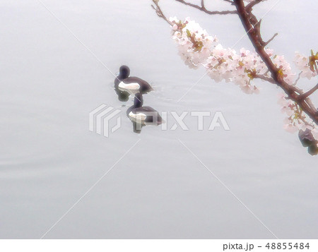 桜と水鳥 48855484