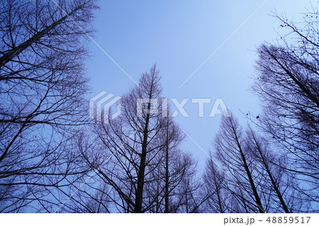 天高く伸びたポプラの冬の並木風景 天高く伸びたポプラの冬の並木風景 48859517