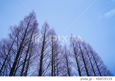 天高く伸びたポプラの冬の並木風景 天高く伸びたポプラの冬の並木風景 48859539