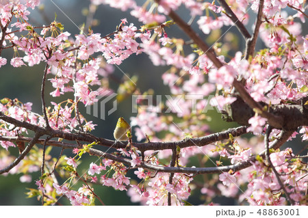 早咲きの桜と空を見上げるメジロ 早咲きの桜と空を見上げるメジロ 48863001