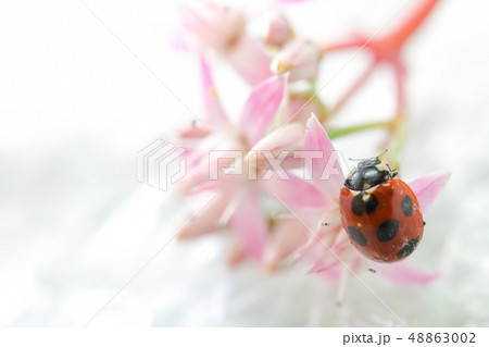 金のなる木の花とてんとう虫 48863002