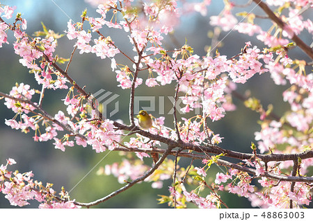 早咲きの桜とメジロ 48863003