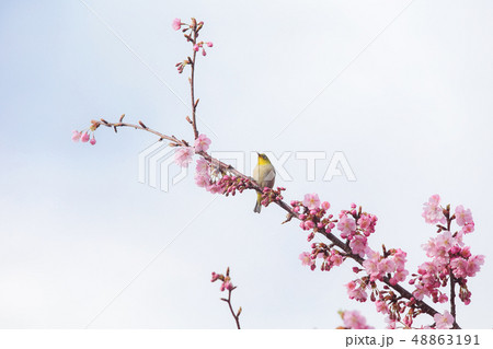 早咲きの桜の枝にとまったメジロ 早咲きの桜の枝にとまったメジロ 48863191