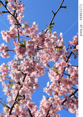 河津桜#10・葛西臨海公園 河津桜#10・葛西臨海公園 48863271
