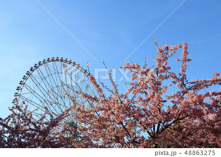 河津桜#14・葛西臨海公園 河津桜#14・葛西臨海公園 48863275