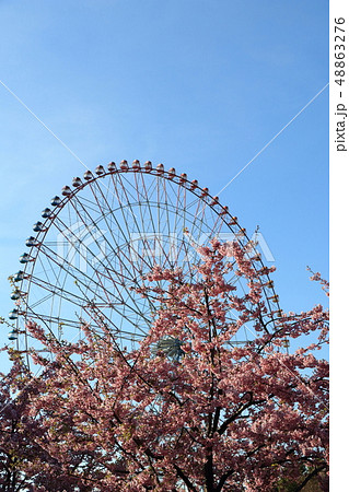 河津桜#15・葛西臨海公園 河津桜#15・葛西臨海公園 48863276