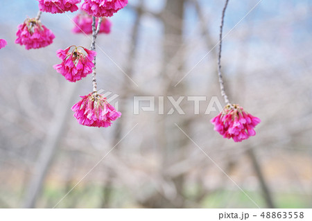 赤いカンヒザクラの花 48863558