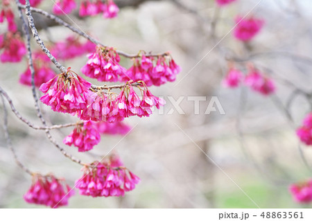 赤いカンヒザクラの花 赤いカンヒザクラの花 48863561