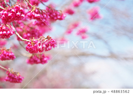 赤いカンヒザクラの花 赤いカンヒザクラの花 48863562