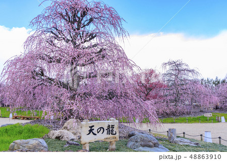 満開の枝垂れ梅 鈴鹿の森庭園 満開の枝垂れ梅 鈴鹿の森庭園 48863910