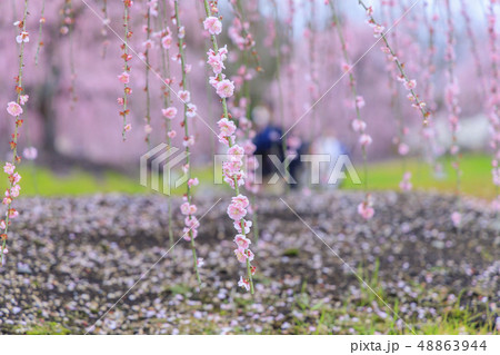 満開の枝垂れ梅　鈴鹿の森庭園 48863944