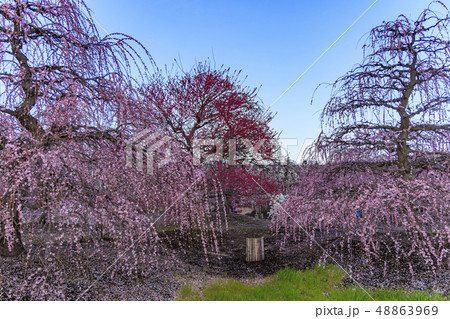 満開の枝垂れ梅　鈴鹿の森庭園 48863969