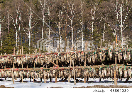 雪景色 韓国 スケトウダラ 48864080