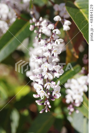 ハーデンベルギアの花 48864129