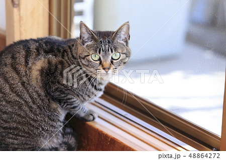 窓際に座るネコ 48864272