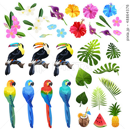 tropical objects set 48864376