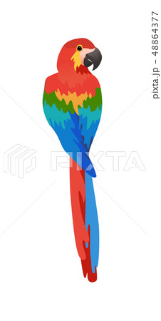 tropical bird isolated 48864377