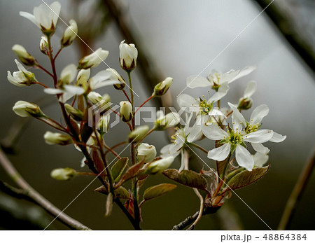 ジューンベリー 48864384