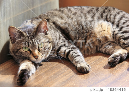 日向ぼっこをするネコ 日向ぼっこをするネコ 48864416