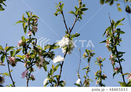 ニワザクラ 48865033