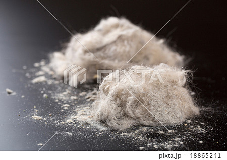 掃除機に溜まったホコリ 掃除機に溜まったホコリ 48865241