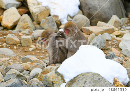 スノーモンキー(地獄谷野猿公苑) スノーモンキー(地獄谷野猿公苑) 48865559