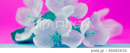 Apple blossoms over blurred color background Apple blossoms over blurred color background 48865610