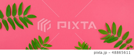 Green rowan tree leaves on bright pink background Green rowan tree leaves on bright pink background 48865611