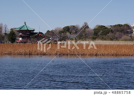 不忍池の風景 不忍池の風景 48865758
