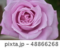 バラ　アップ 48866268