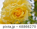 バラ　アップ 48866270