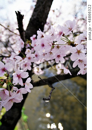 大阪府八尾市の玉串川周辺の桜の風景 大阪府八尾市の玉串川周辺の桜の風景 48866322