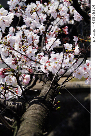 大阪府八尾市の玉串川周辺の桜の風景 大阪府八尾市の玉串川周辺の桜の風景 48866324