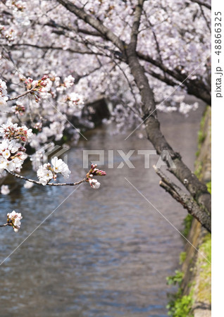 大阪府八尾市の玉串川周辺の桜の風景 48866325