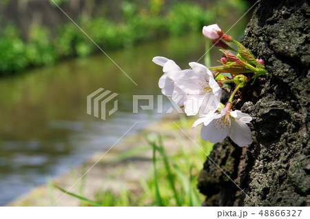 大阪府八尾市の玉串川周辺の桜の風景 大阪府八尾市の玉串川周辺の桜の風景 48866327
